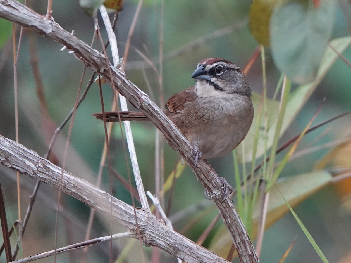 Rusty Sparrow - Liz Soria