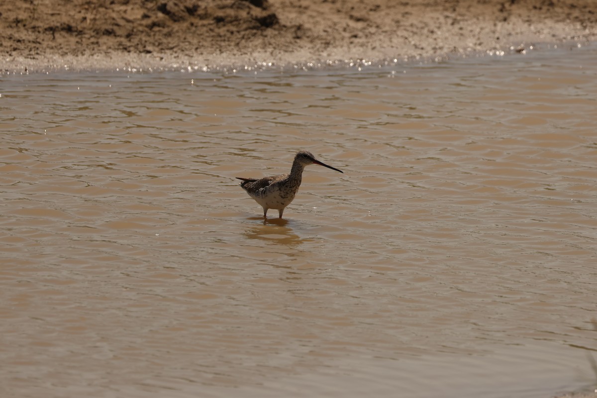 Spotted Redshank - ML617177666