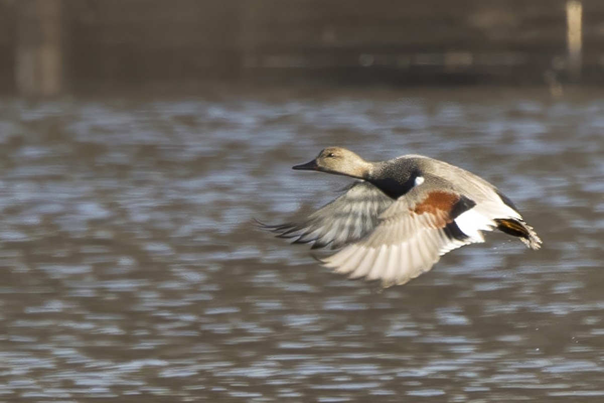 Gadwall - Michael Bowen