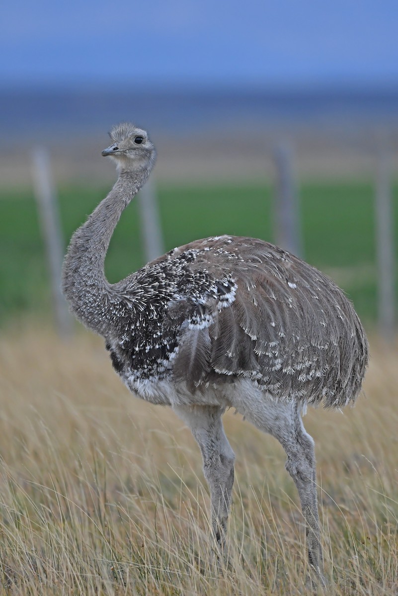 nandu menší (ssp. pennata) - ML617177677