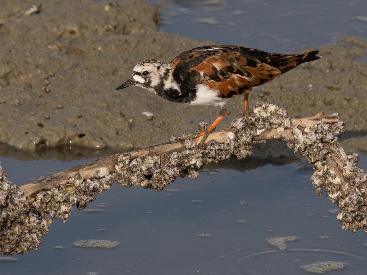 Ruddy Turnstone - ML617177701