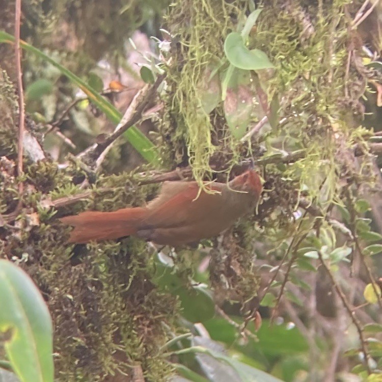 Red-faced Spinetail - Jordan Webber