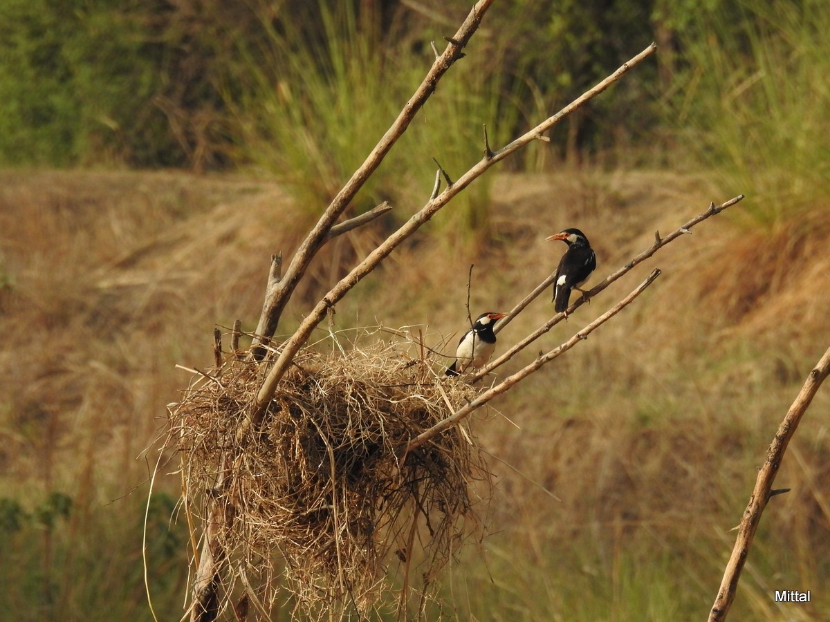 Indian Pied Starling - ML61717781