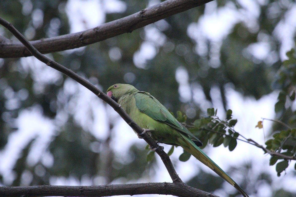 Rose-ringed Parakeet - ML617177824