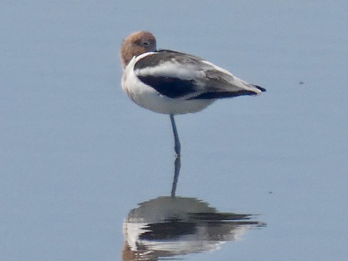 American Avocet - Randy Gonzalez