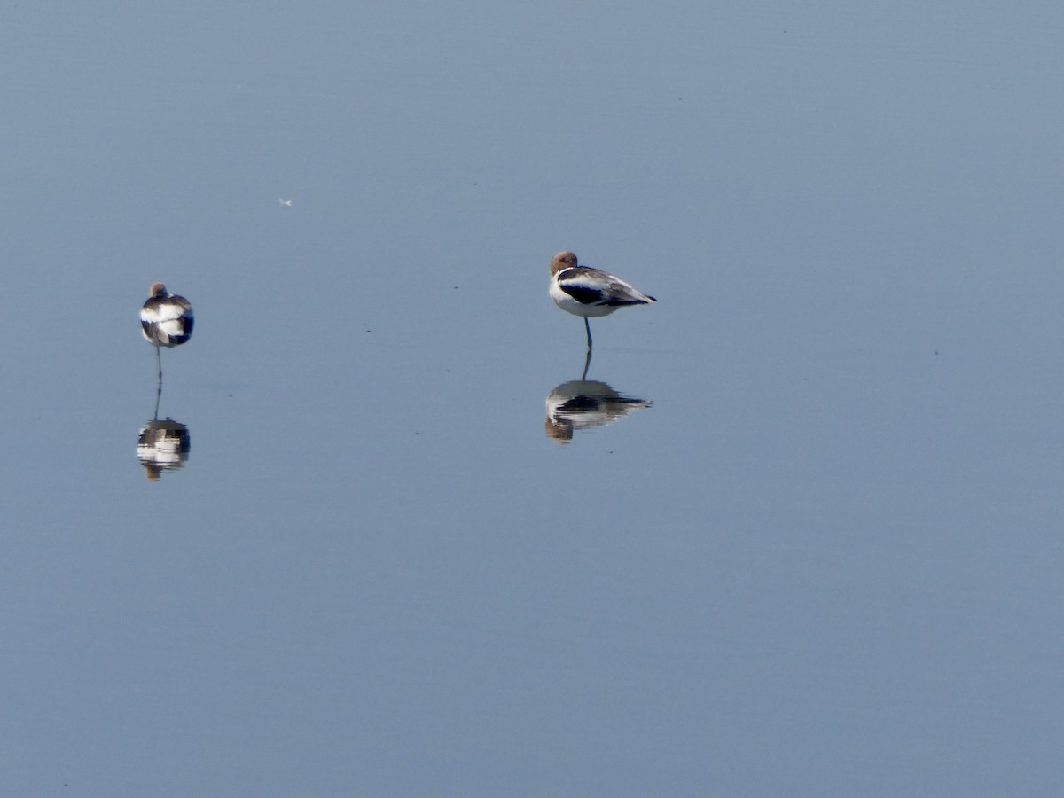 American Avocet - Randy Gonzalez