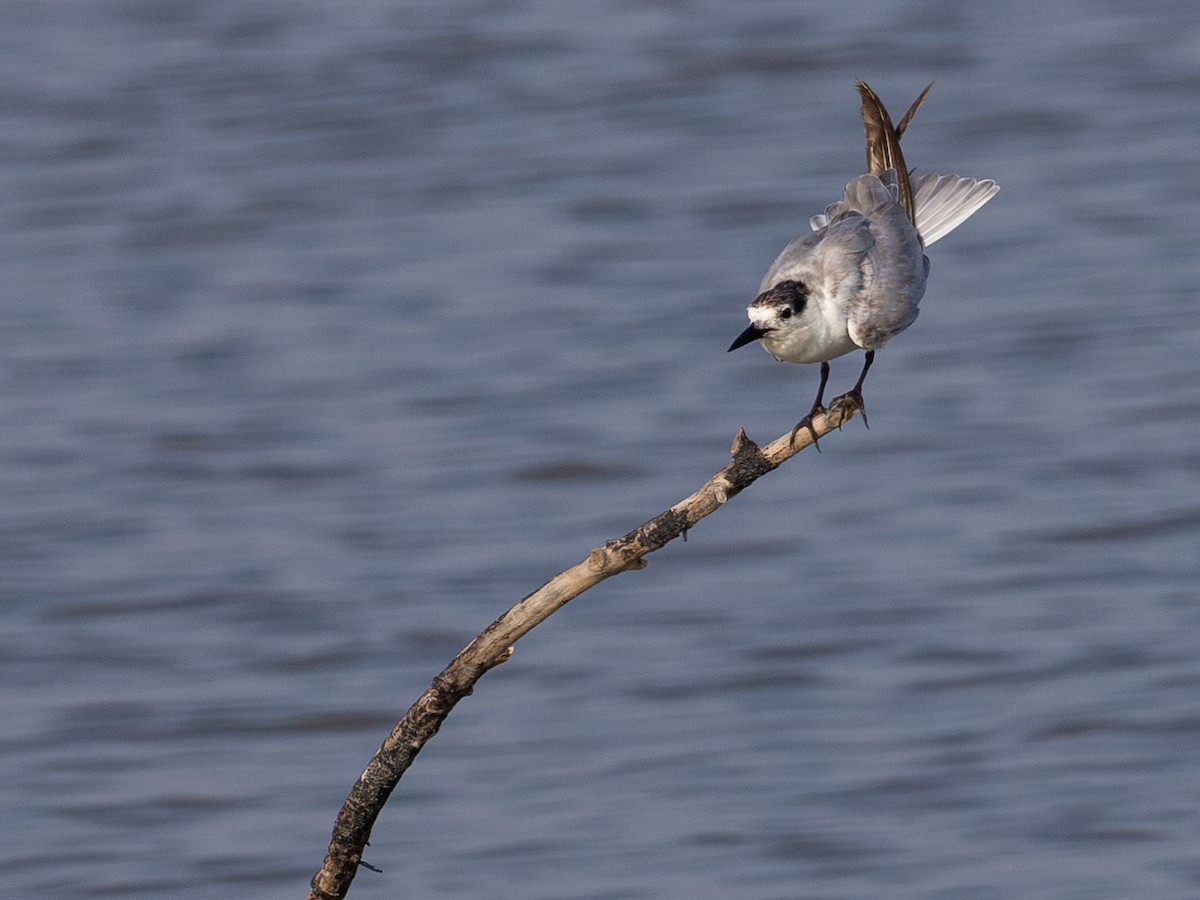 Whiskered Tern - ML617177843