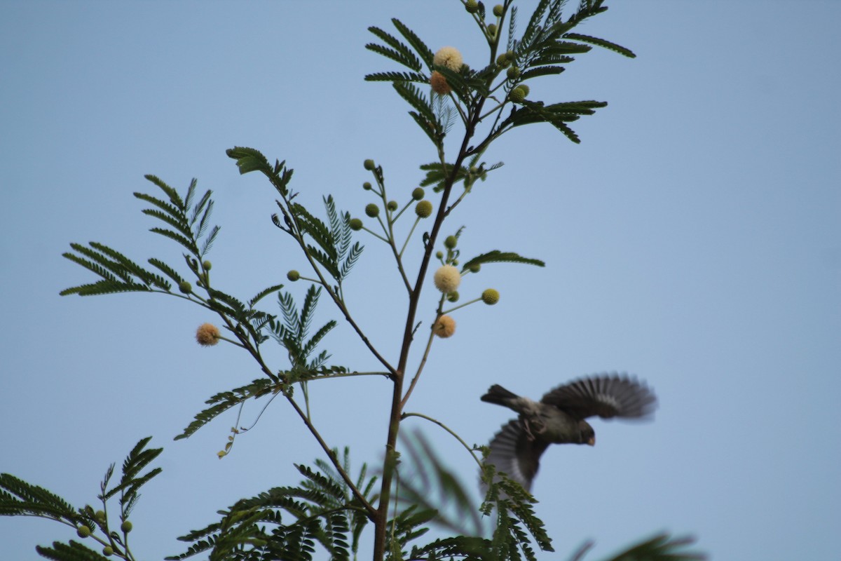 Parrot-billed Seedeater - Diego Bermúdez