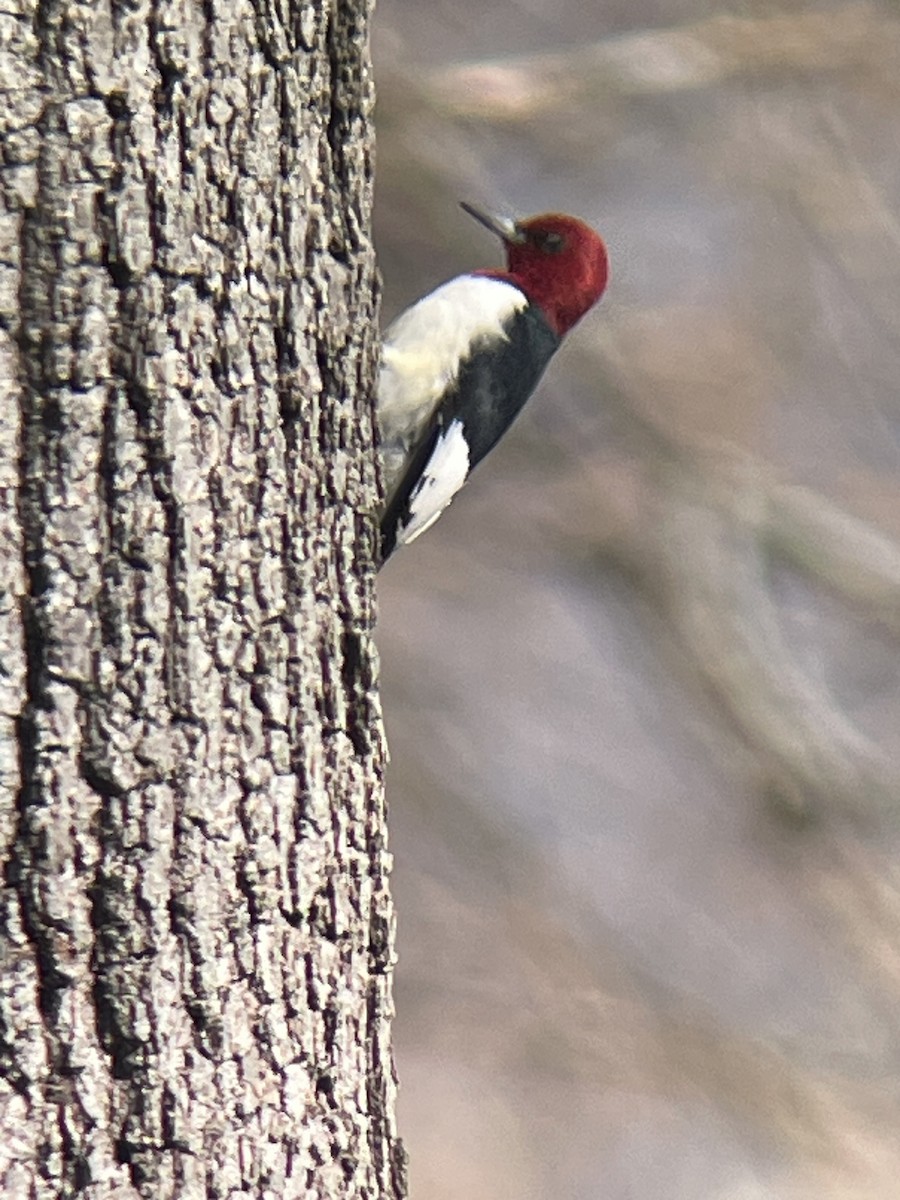 Red-headed Woodpecker - Anne Swaim
