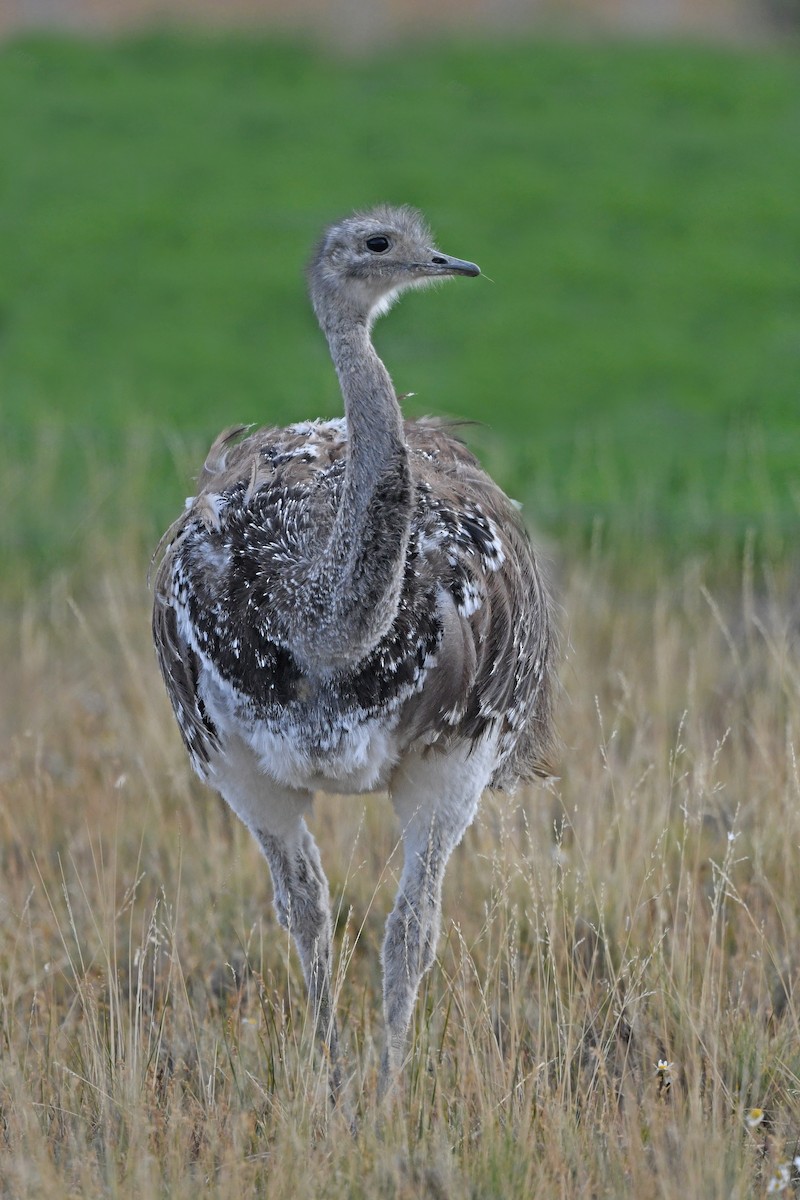 nandu menší (ssp. pennata) - ML617177883