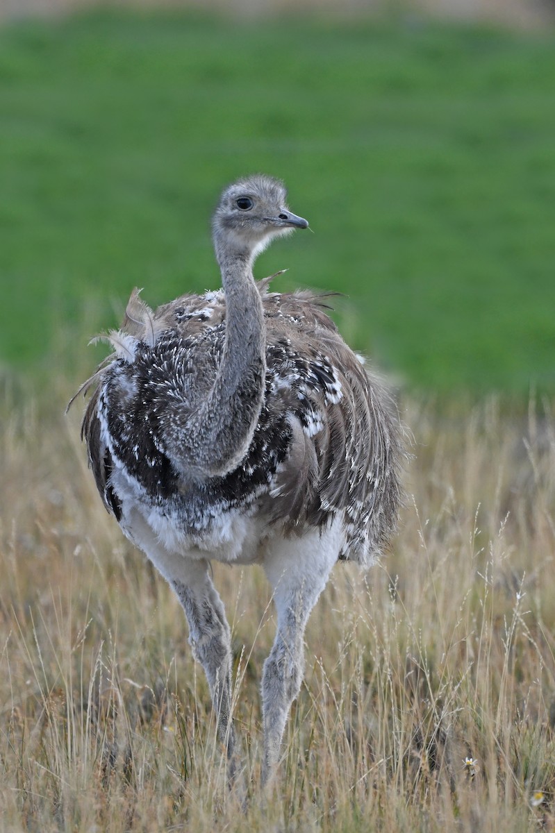 nandu menší (ssp. pennata) - ML617177884