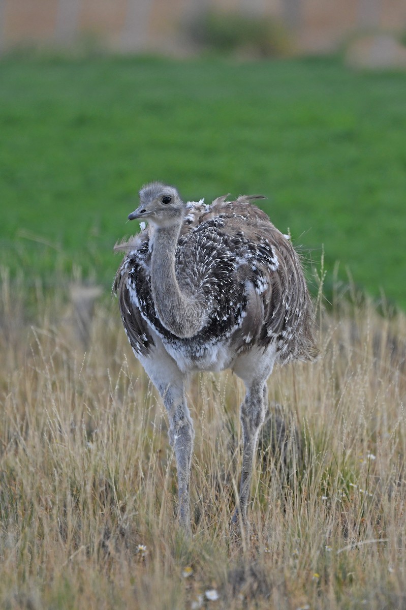 nandu menší (ssp. pennata) - ML617177888