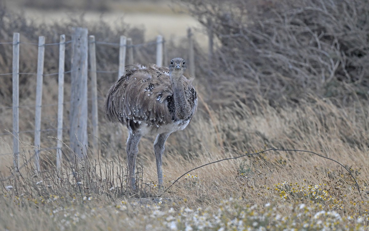 Lesser Rhea (Darwin's) - Christoph Moning