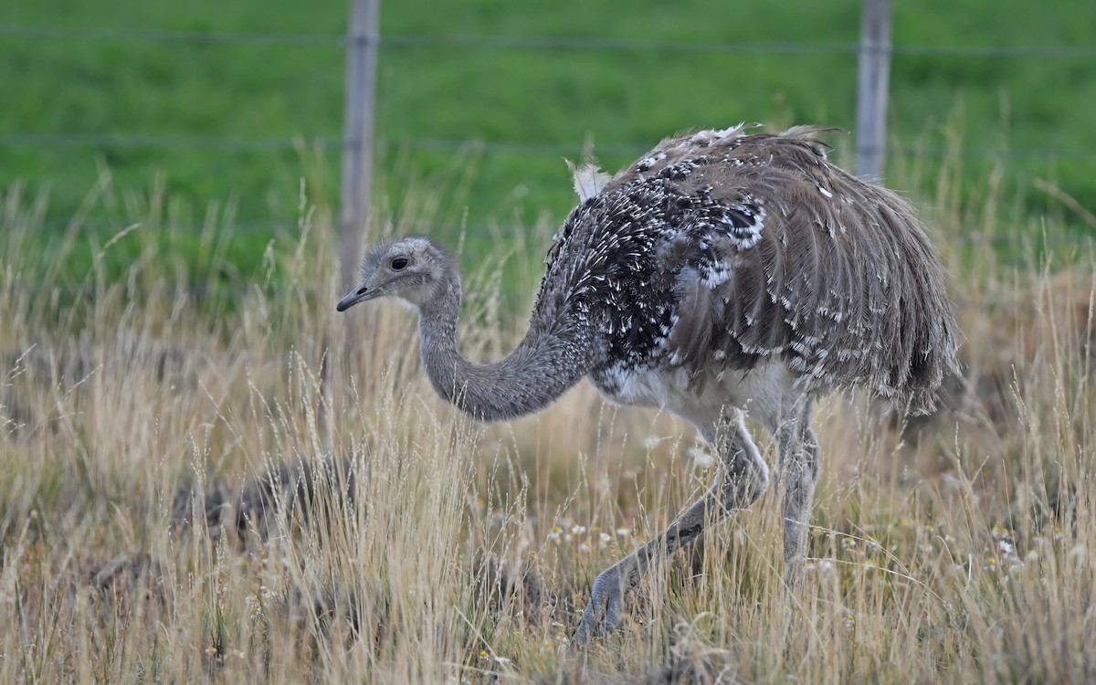 Lesser Rhea (Darwin's) - Christoph Moning