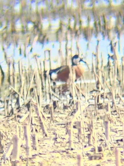 Northern Shoveler x Gadwall (hybrid) - ML617177903