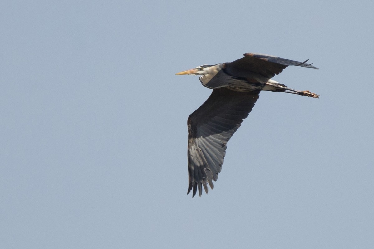 Great Blue Heron - ML617177911