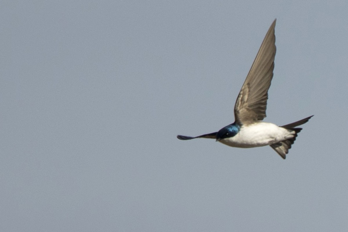 Tree Swallow - ML617177916