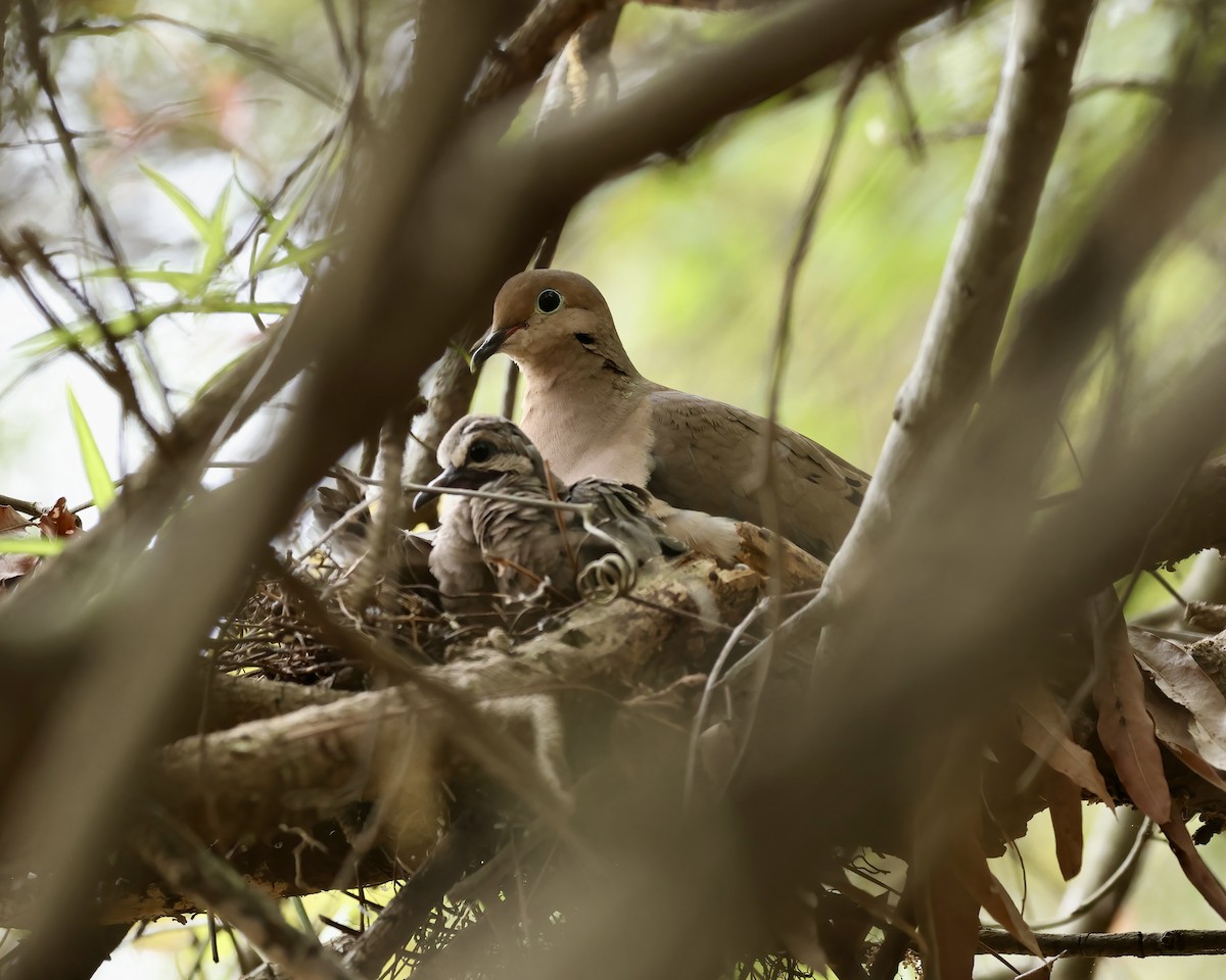 Mourning Dove - Debbie Kosater