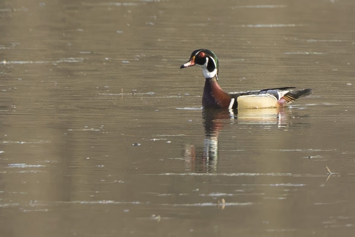 Wood Duck - ML617178013