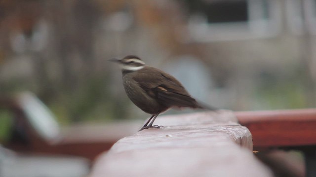 Dark-bellied Cinclodes - ML617178021