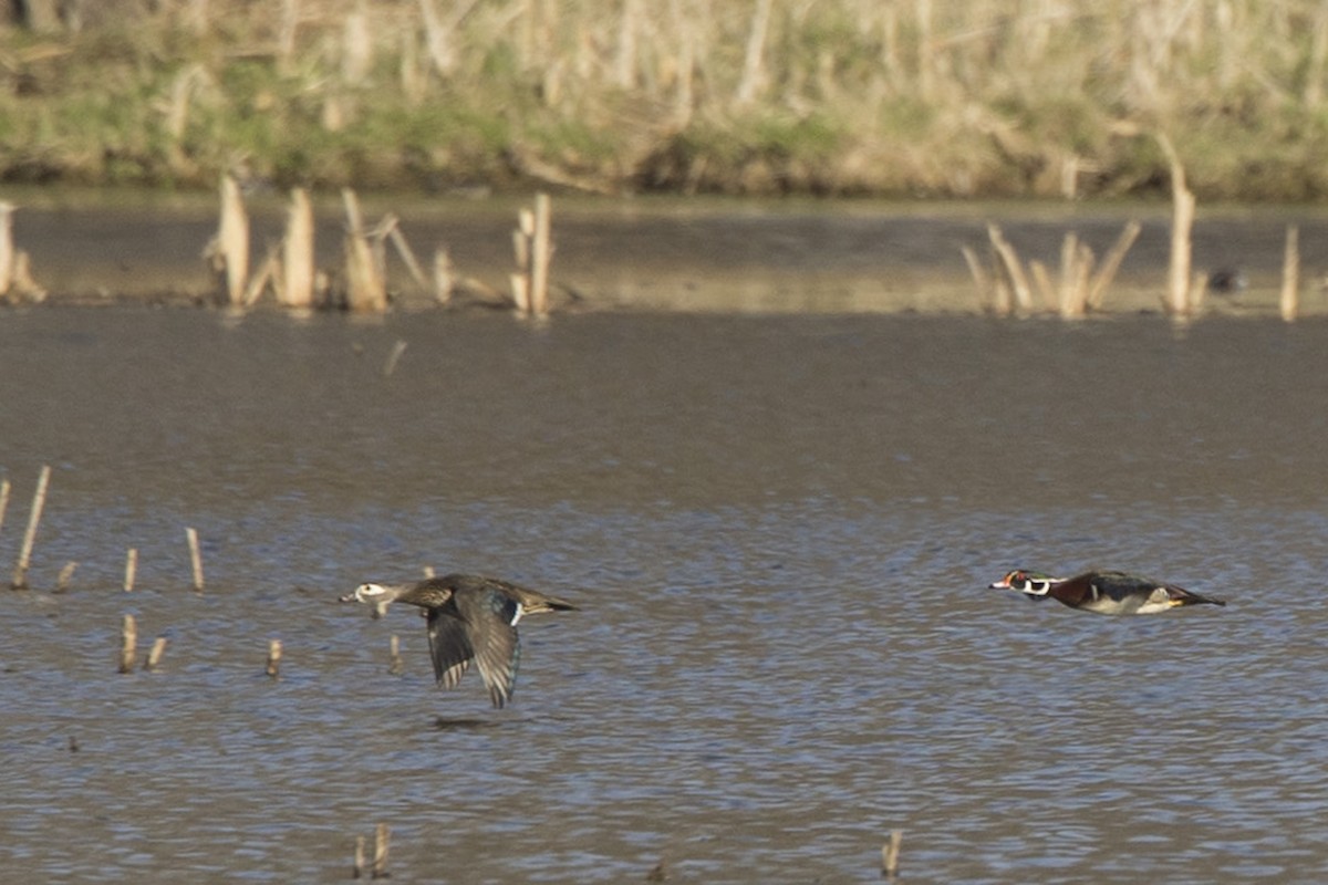 Wood Duck - ML617178044