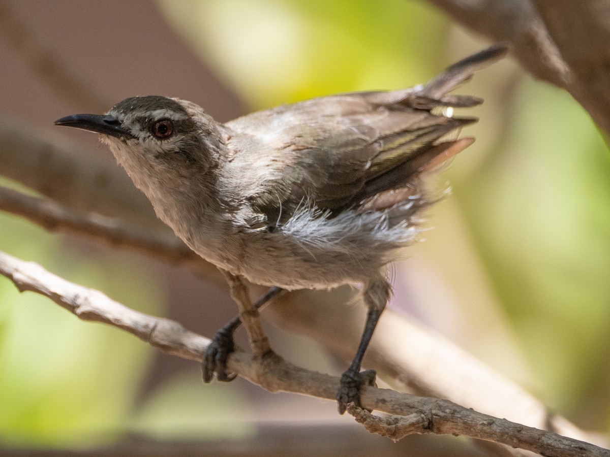 Mouse-brown Sunbird - Gavin Ailes