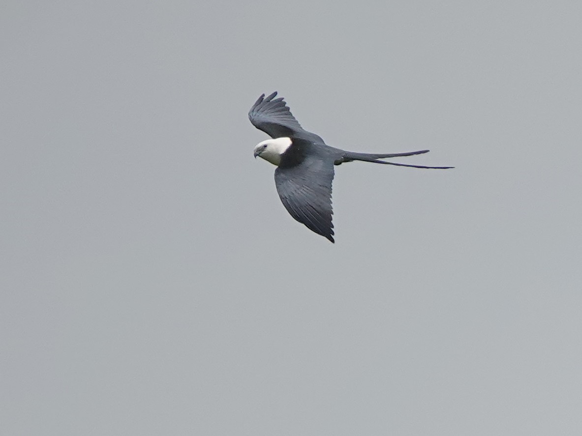 Swallow-tailed Kite - Liz Soria