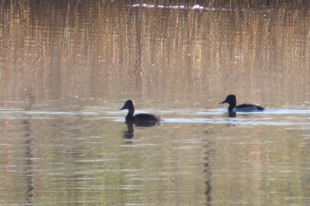 Ring-necked Duck - Alan Collier