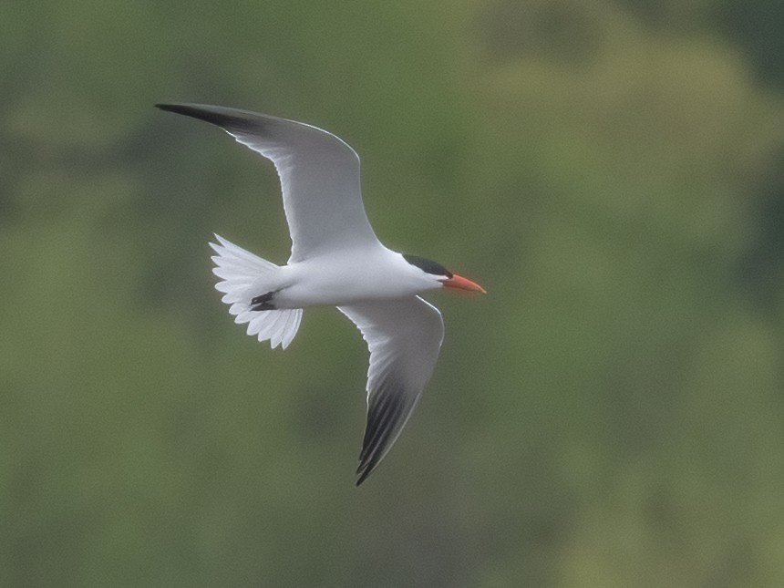 Caspian Tern - ML617178099