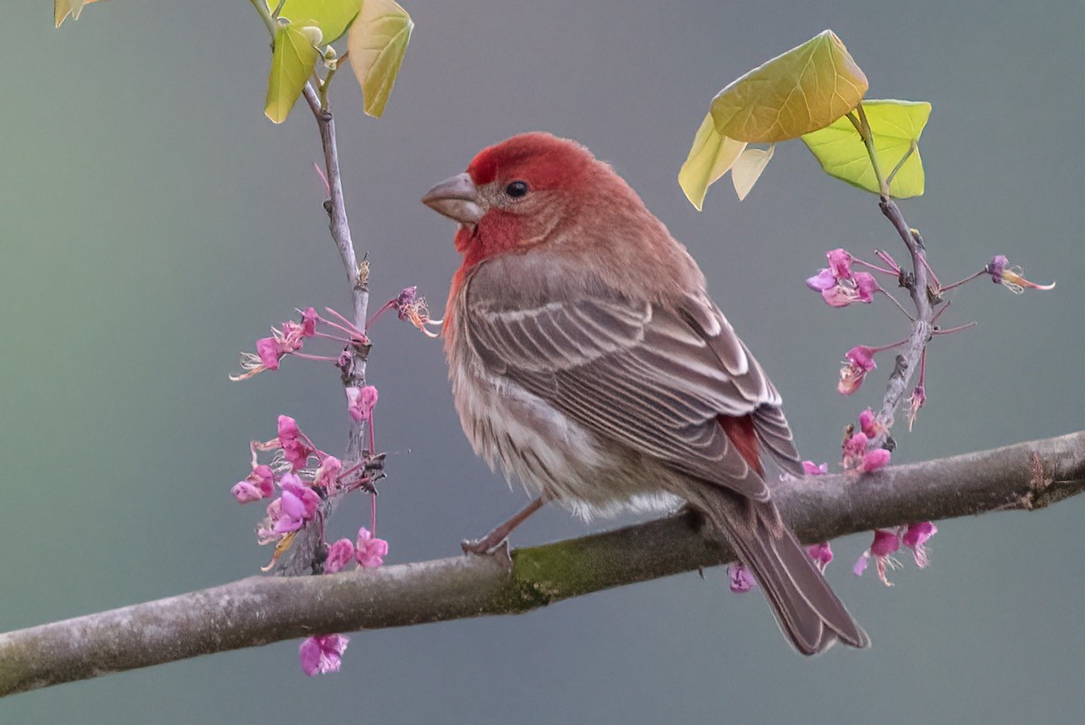 House Finch - ML617178110