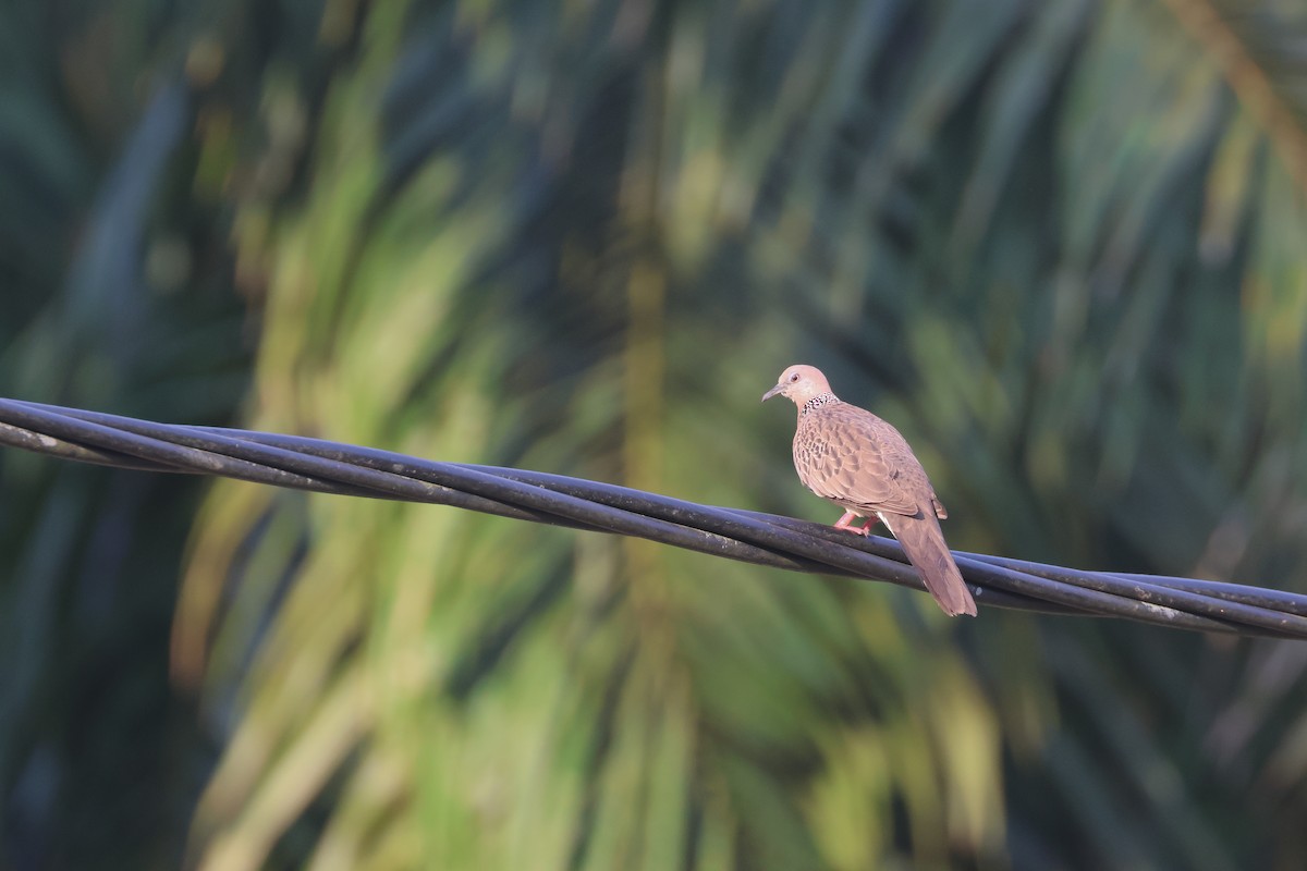 Spotted Dove (Eastern) - Chi-Hsuan Shao