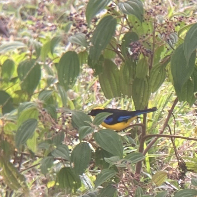 Blue-winged Mountain Tanager - ML617178123