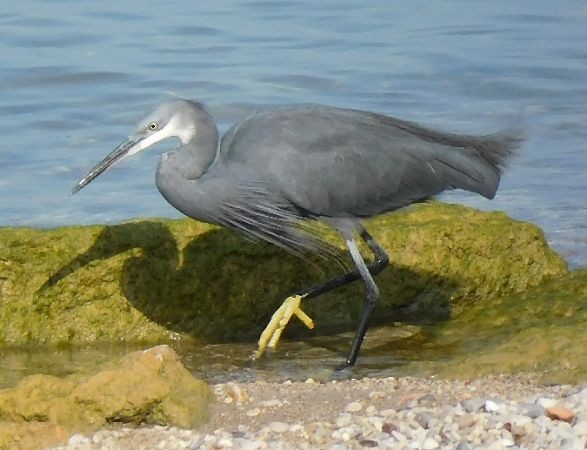Western Reef-Heron - ML617178178