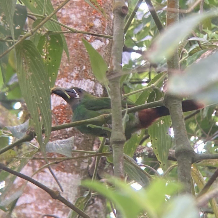 Southern Emerald-Toucanet - ML617178180