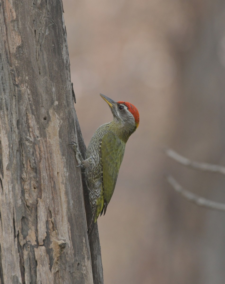 Streak-throated Woodpecker - ML617178181