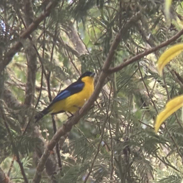 Blue-winged Mountain Tanager - ML617178186