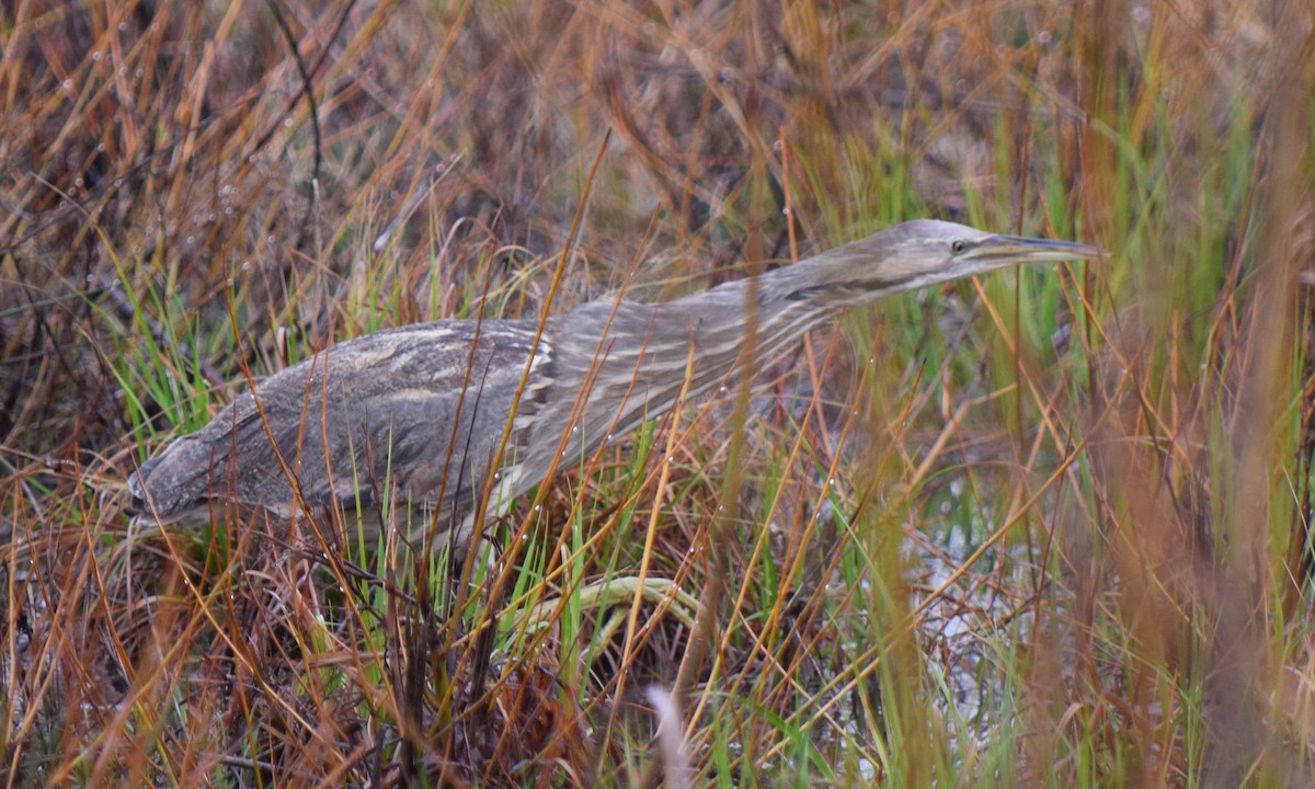 American Bittern - James Bond