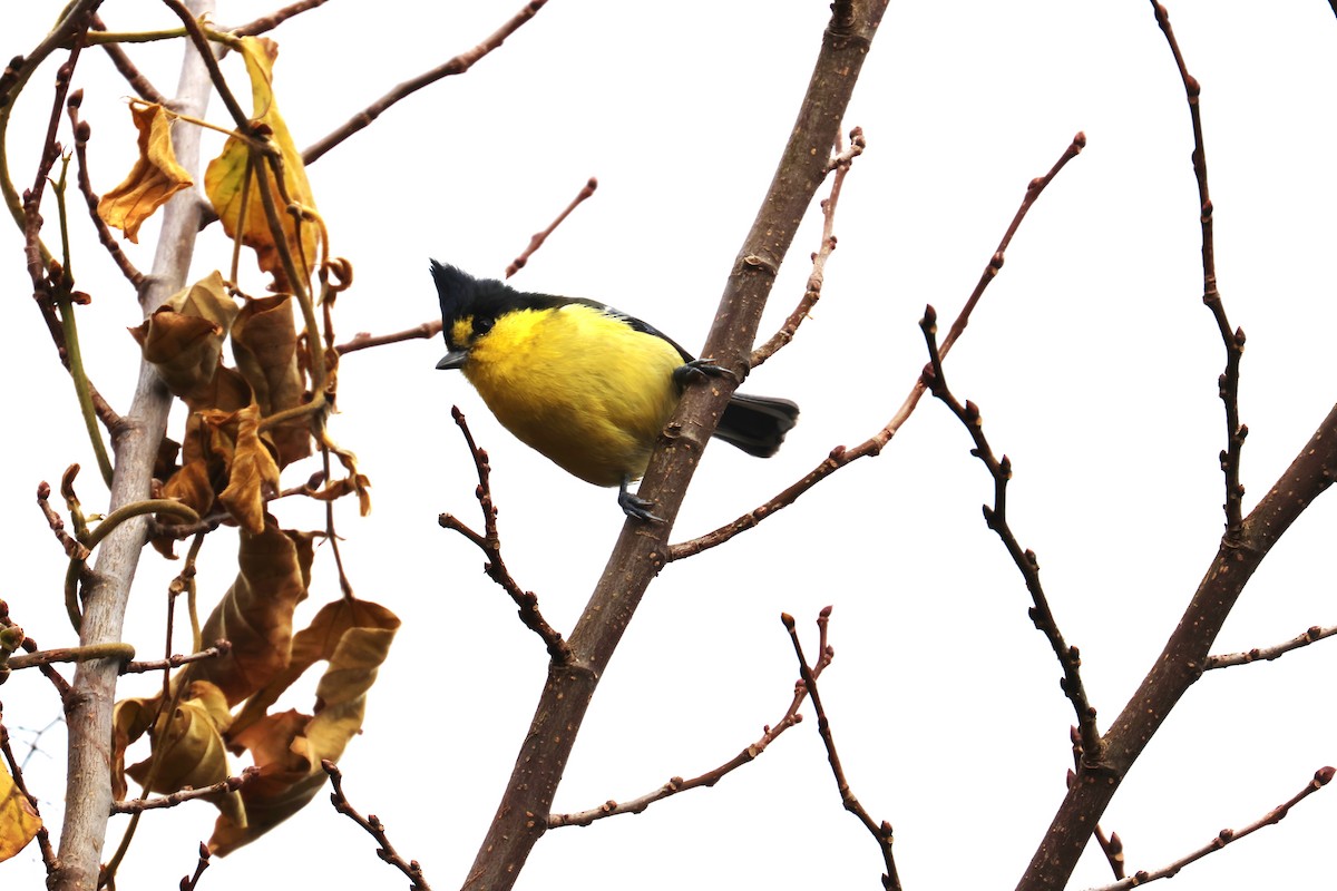 Taiwan Yellow Tit - ML617178273