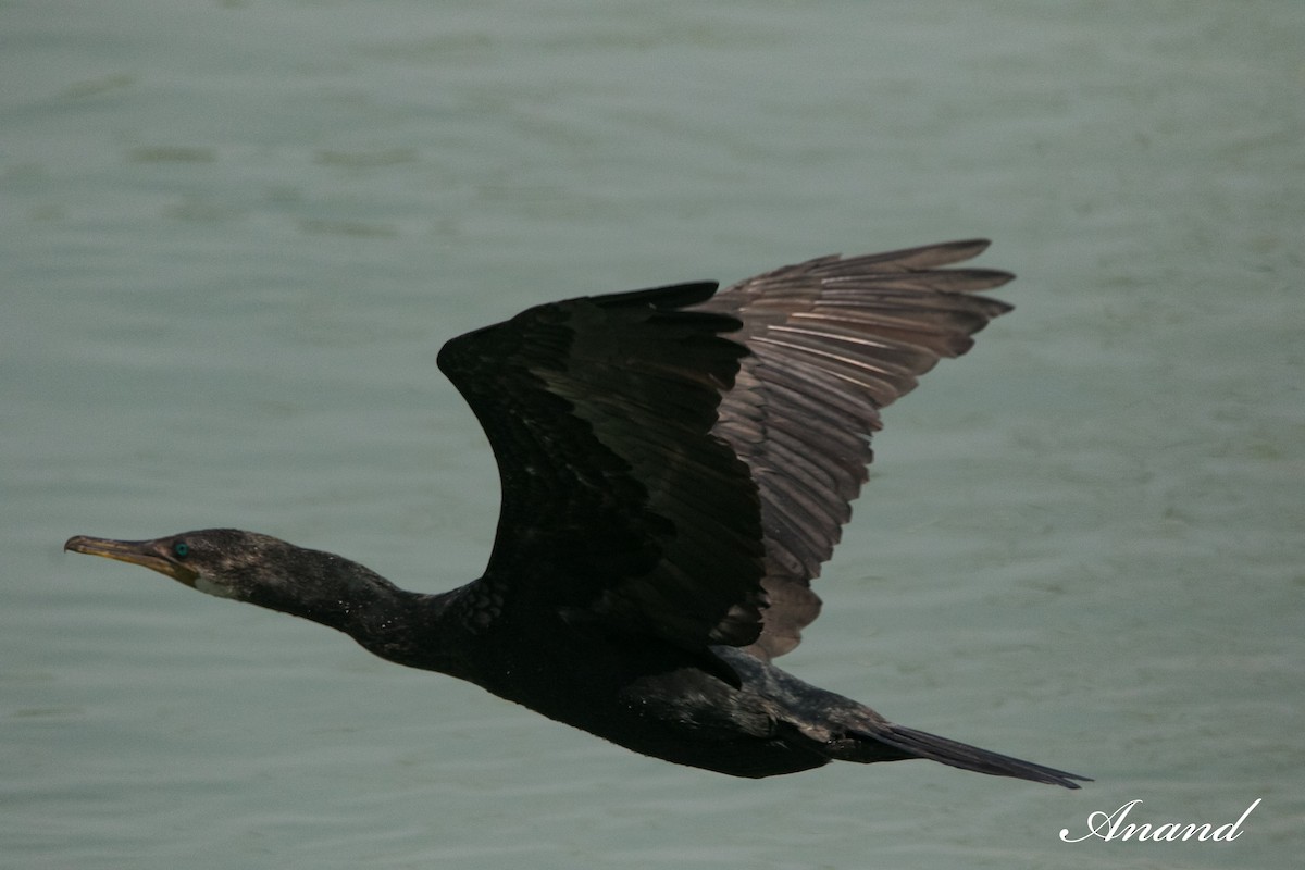 Little/Indian Cormorant - Anand Singh