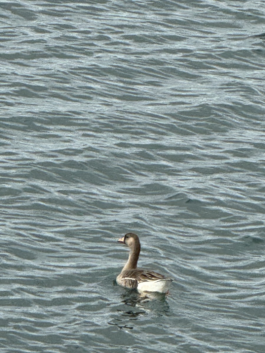 Greater White-fronted Goose - Lucas Grantham