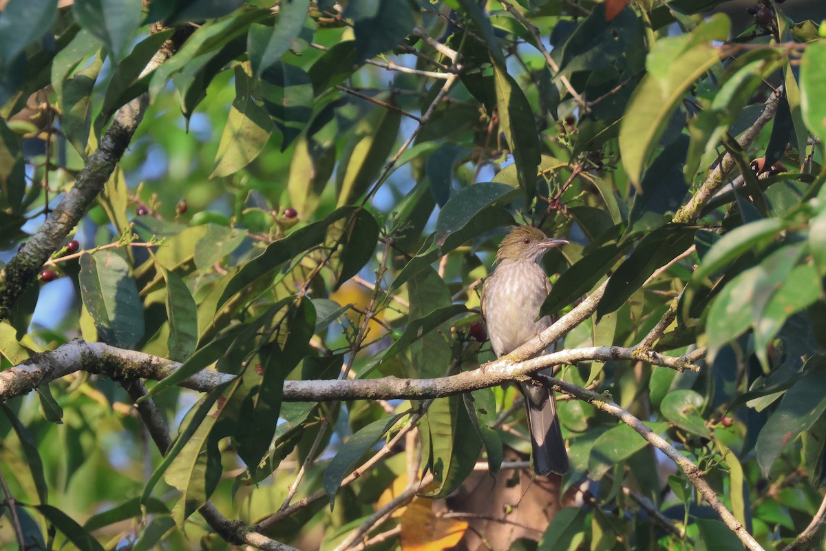 Streaked Bulbul - Chi-Hsuan Shao