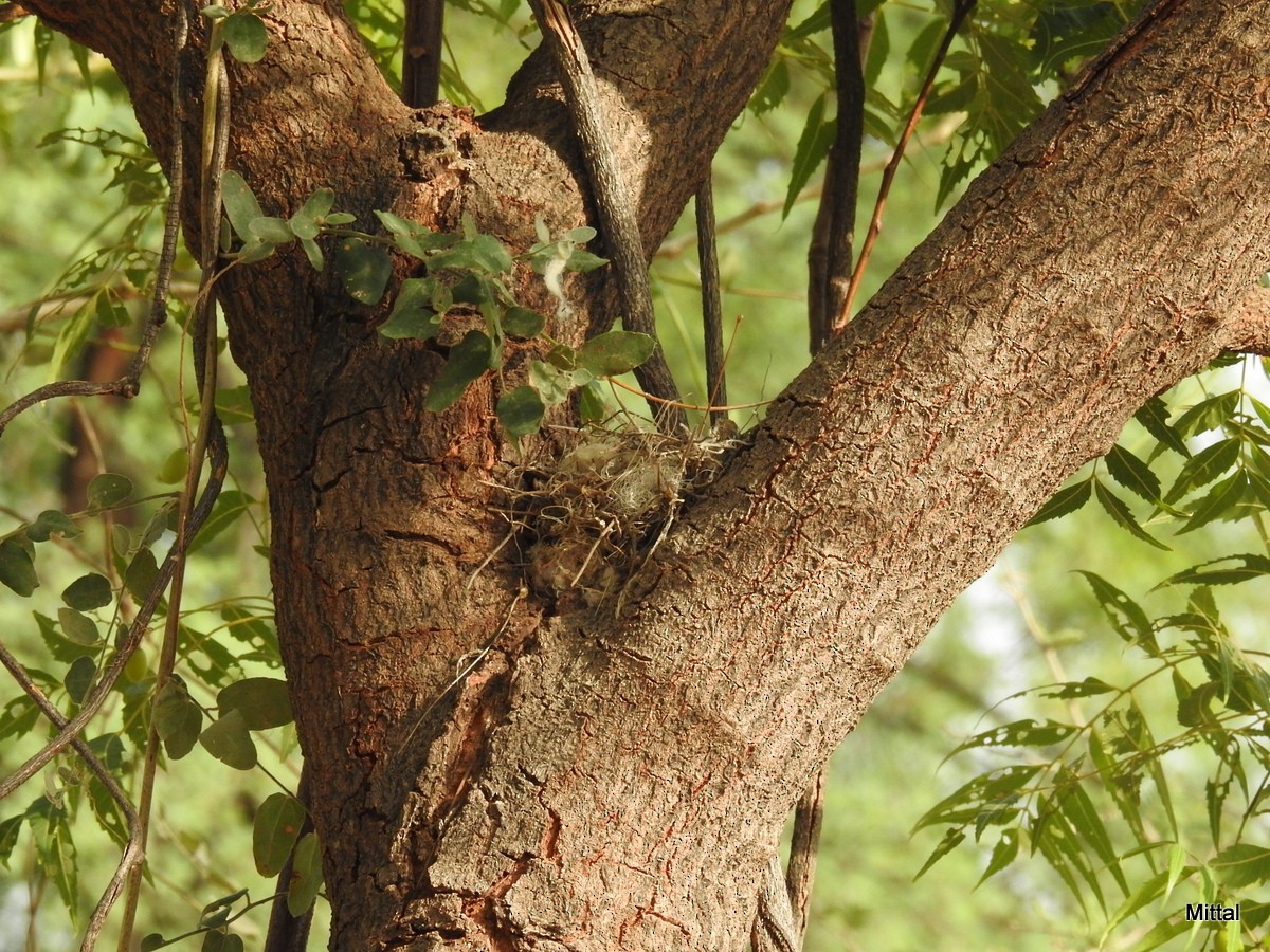 Bay-backed Shrike - ML61717841