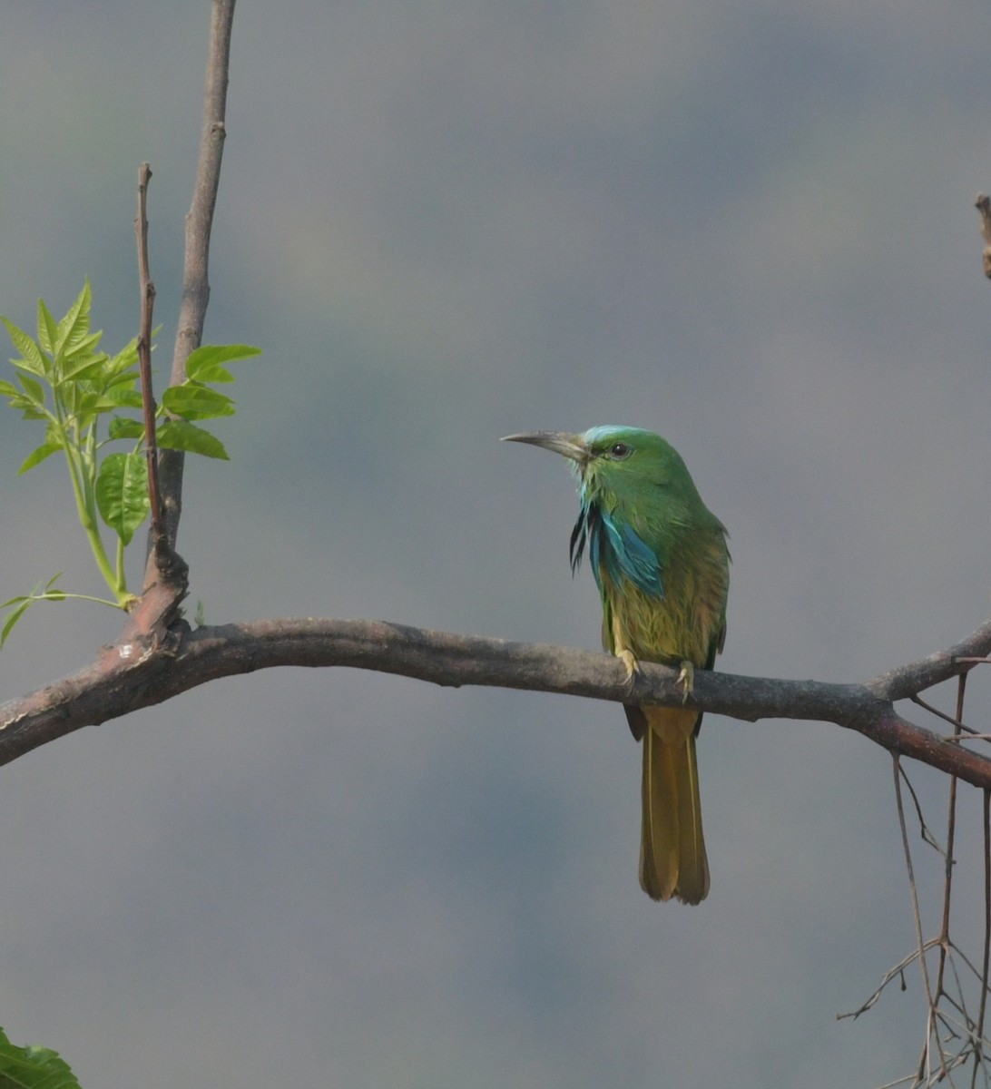 Blue-bearded Bee-eater - Sagar  Naik