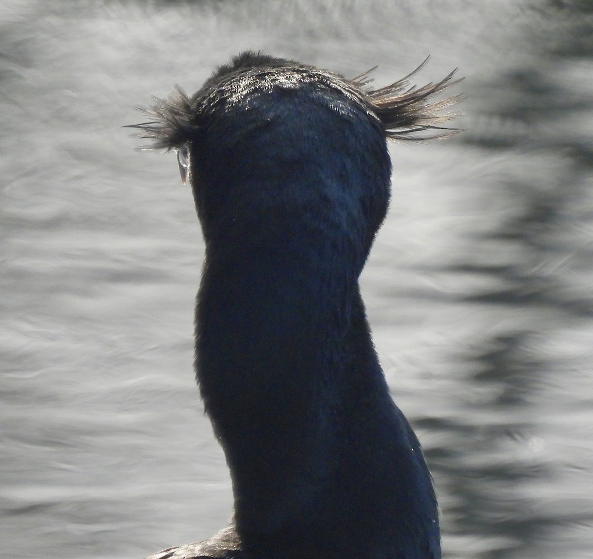 Double-crested Cormorant - Kathleen Coyle