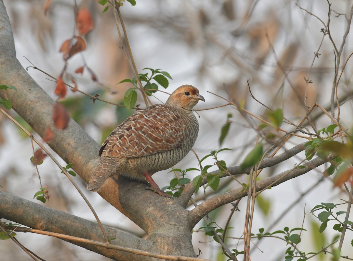 Gray Francolin - ML617178502