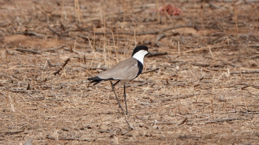 Spur-winged Lapwing - Nick Addey