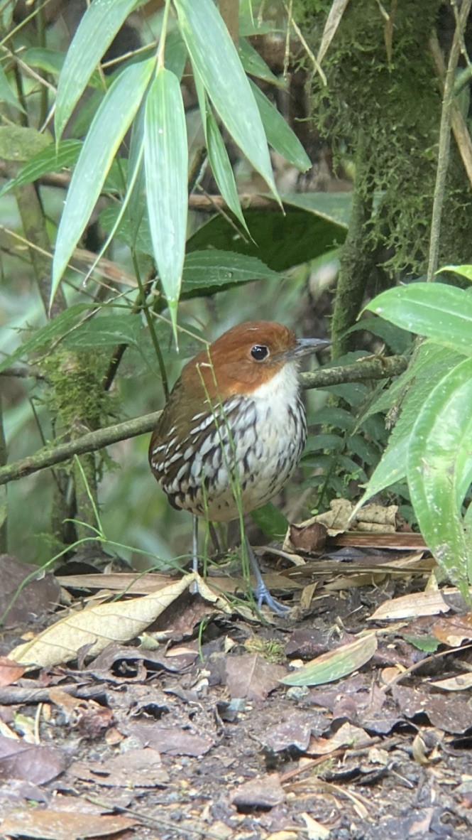 Chestnut-crowned Antpitta - ML617178576