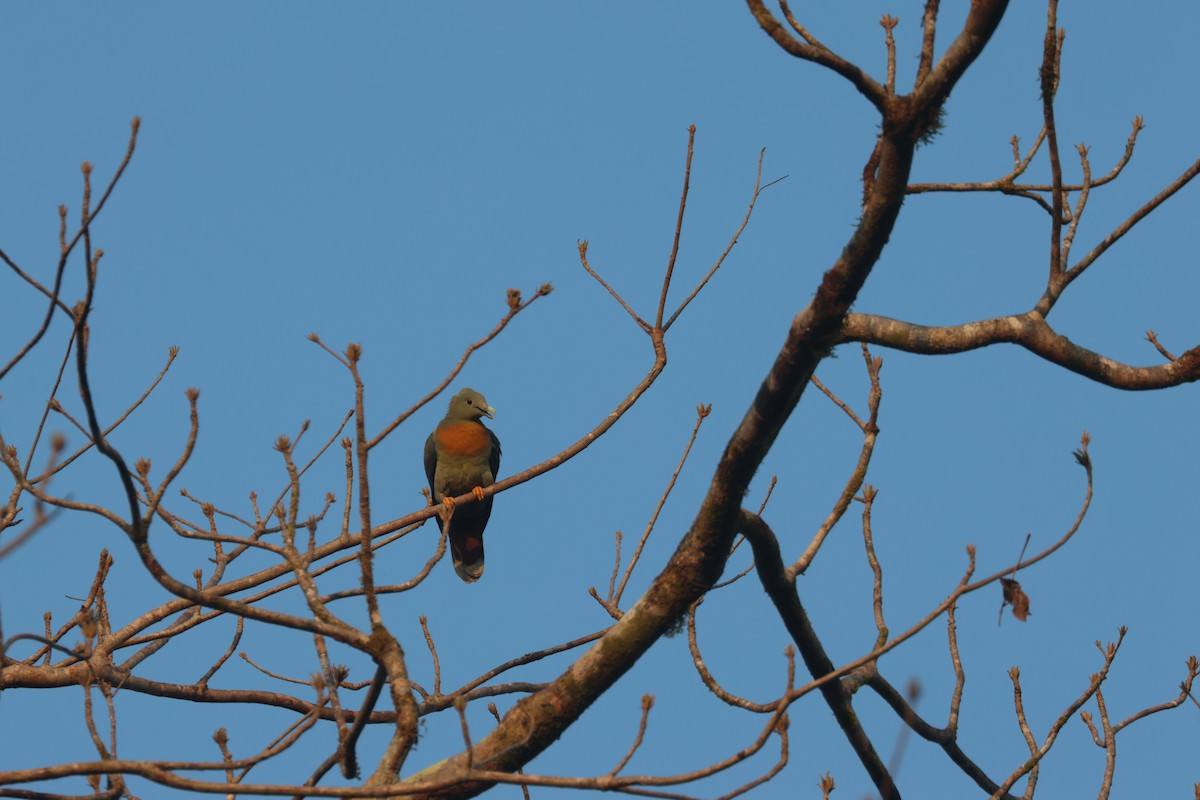 Large Green-Pigeon - Chi-Hsuan Shao