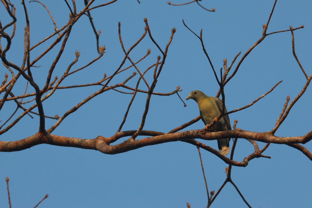 Large Green-Pigeon - Chi-Hsuan Shao