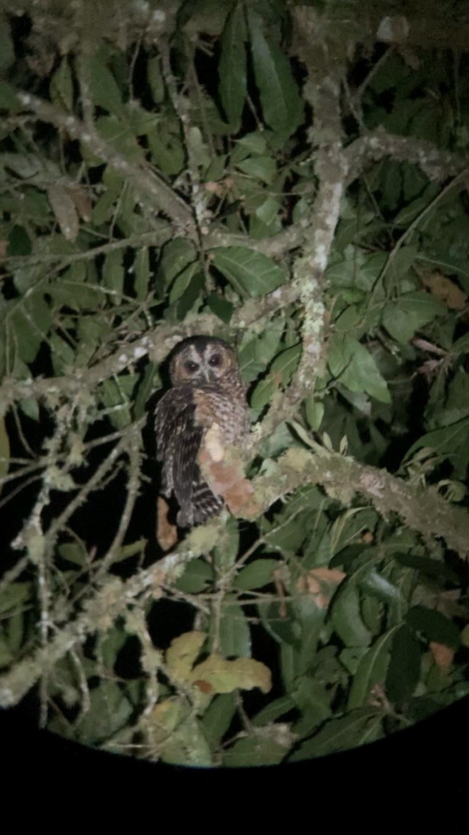 Rufous-banded Owl - Jordan Webber